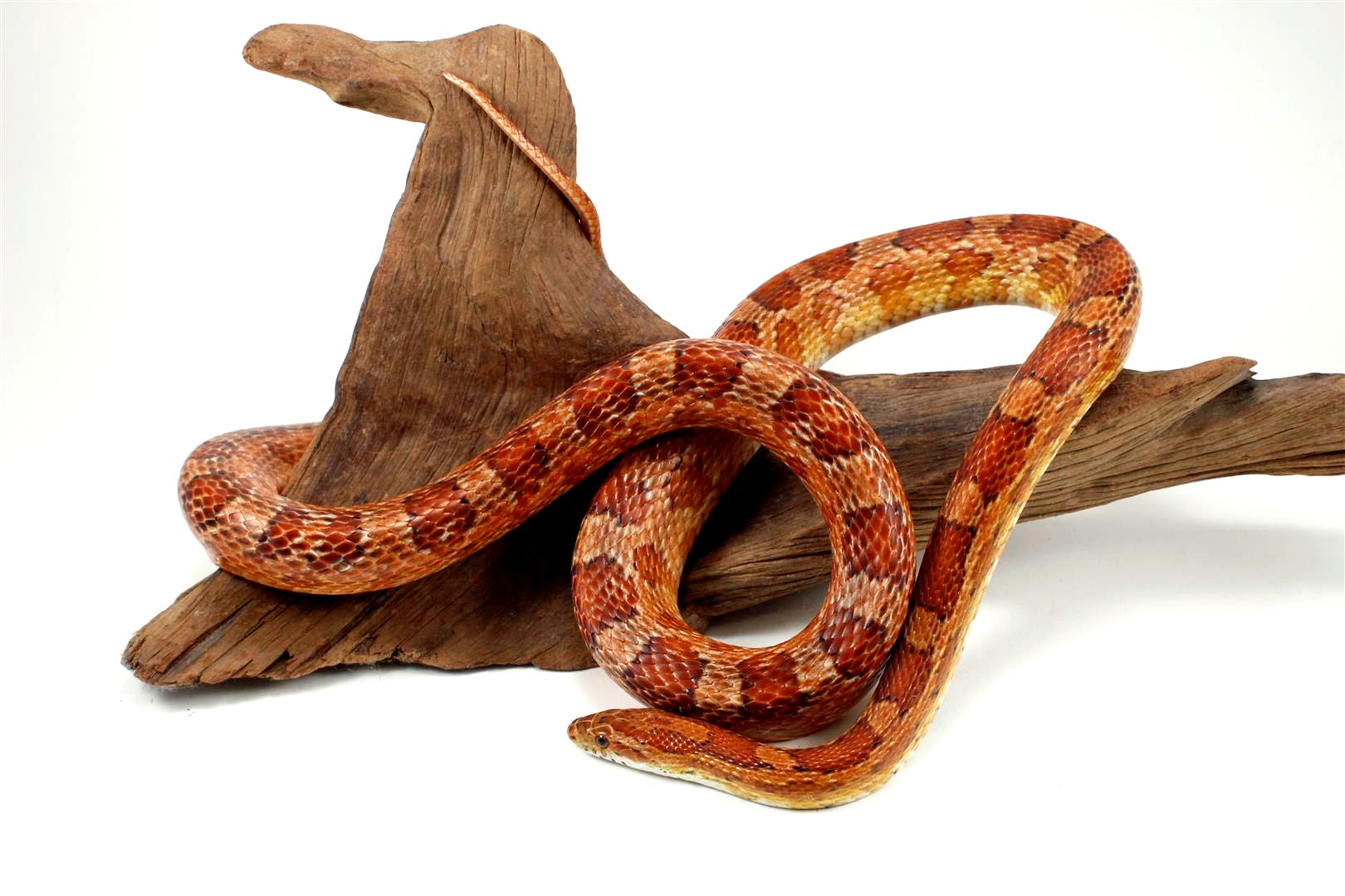 Classic Corn Snake - Adult All Reptiles