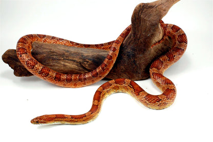 Classic Corn Snake - Adult All Reptiles