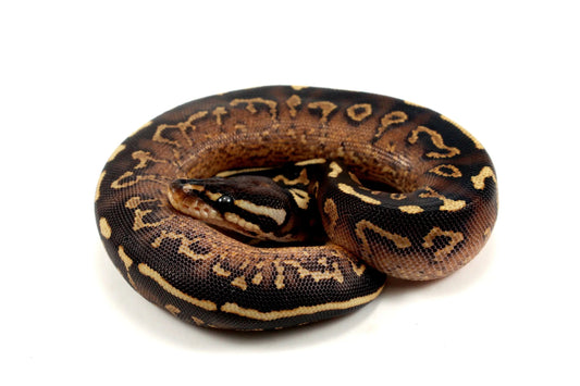 Super Asphalt Ball Python - All Reptiles