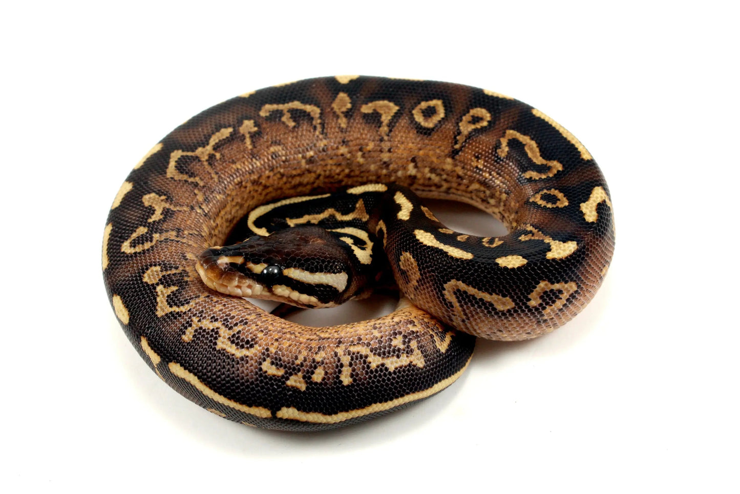 Super Asphalt Ball Python - All Reptiles