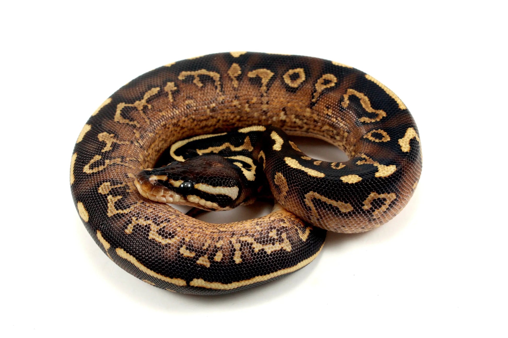 Super Asphalt Ball Python - All Reptiles