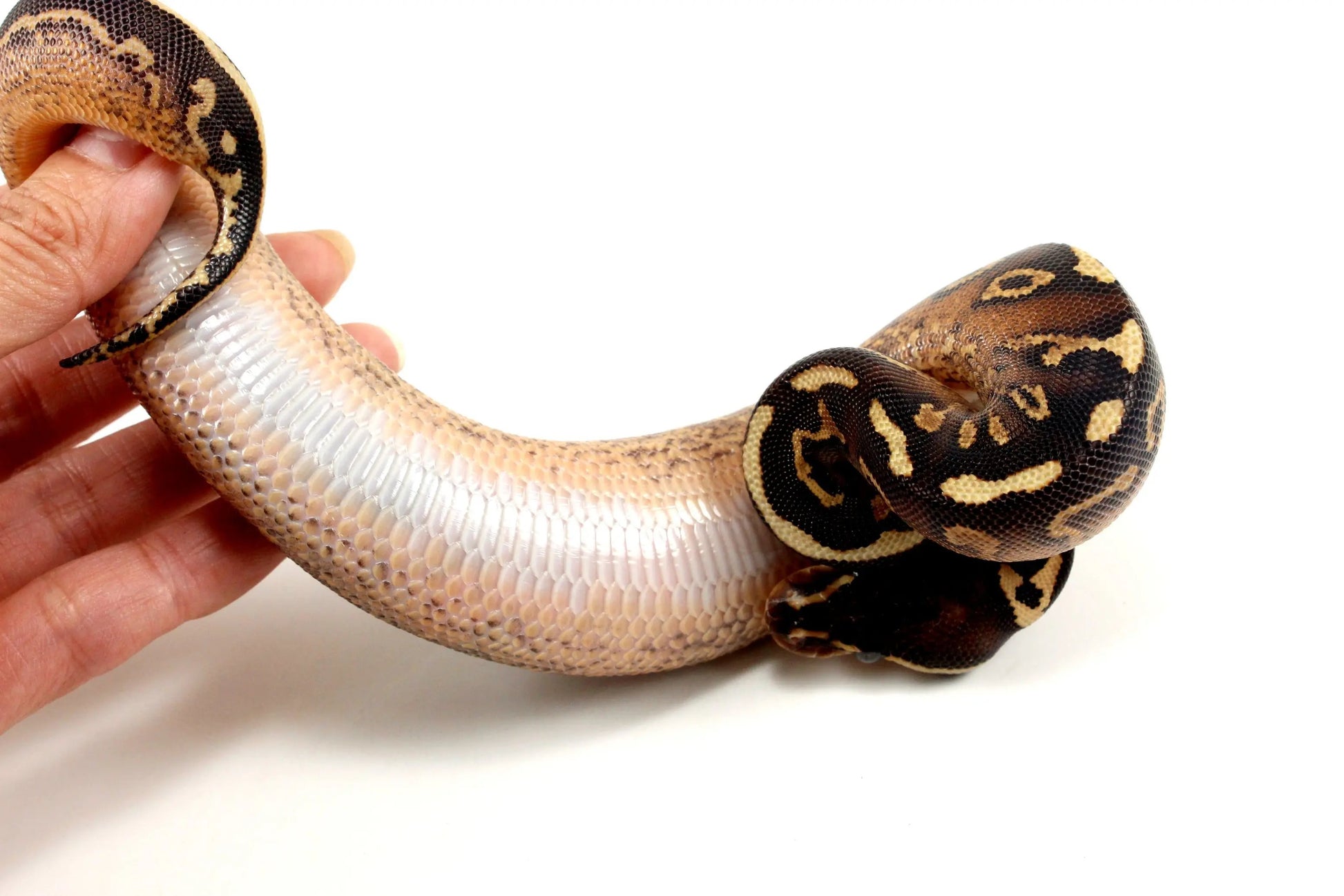 Super Asphalt Ball Python - All Reptiles