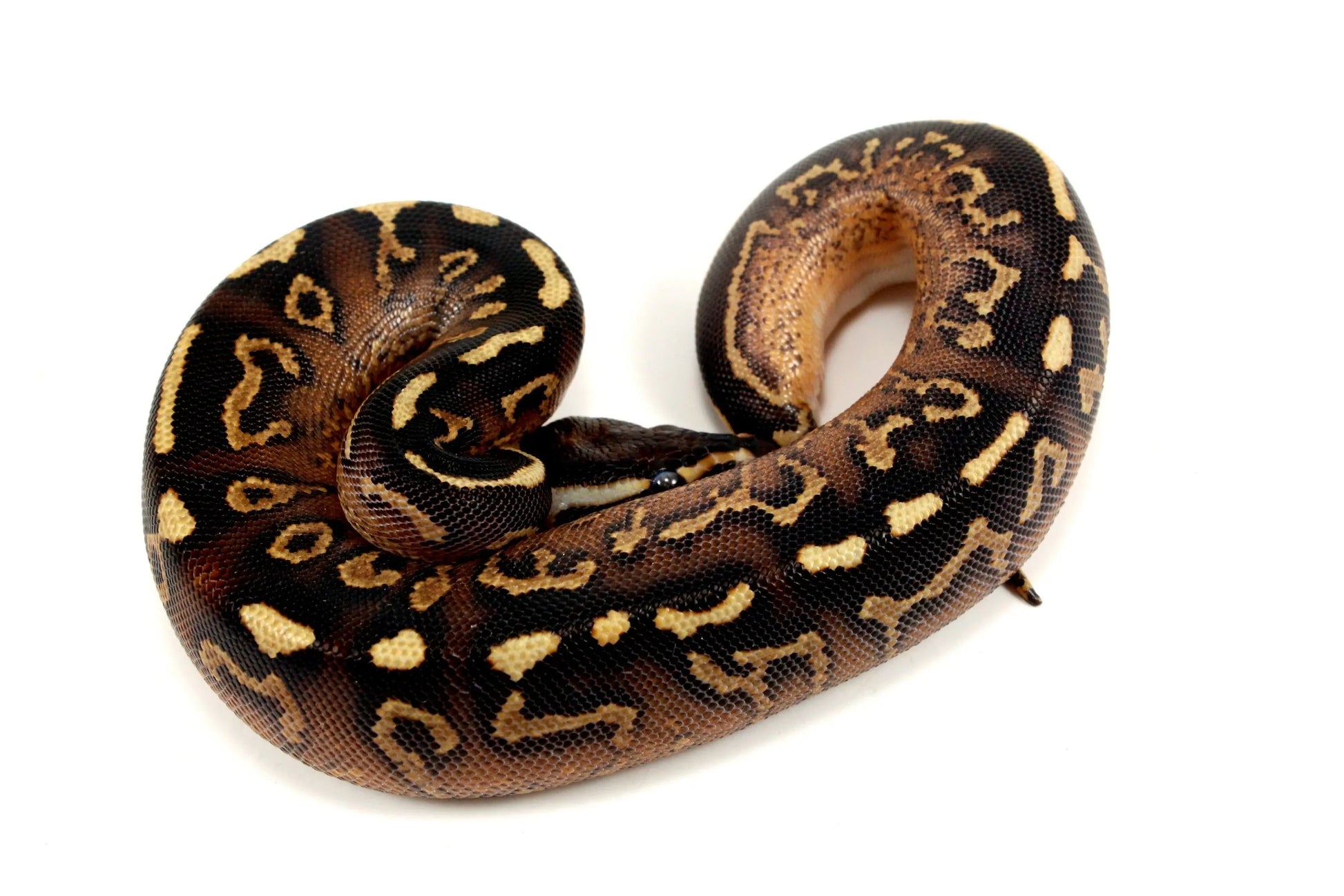 Super Asphalt Ball Python - All Reptiles