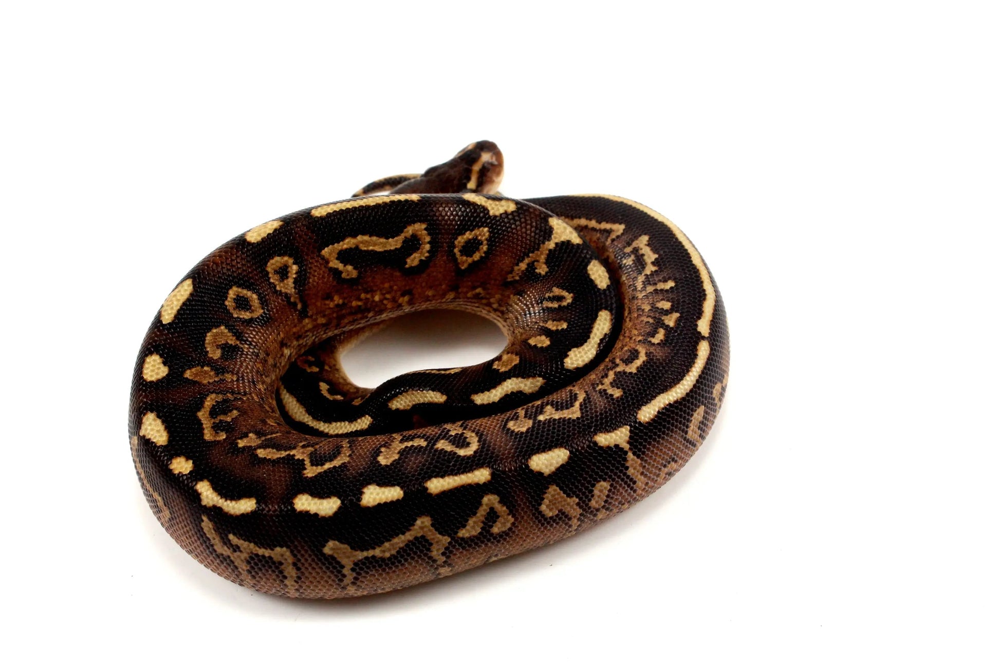 Super Asphalt Ball Python - All Reptiles