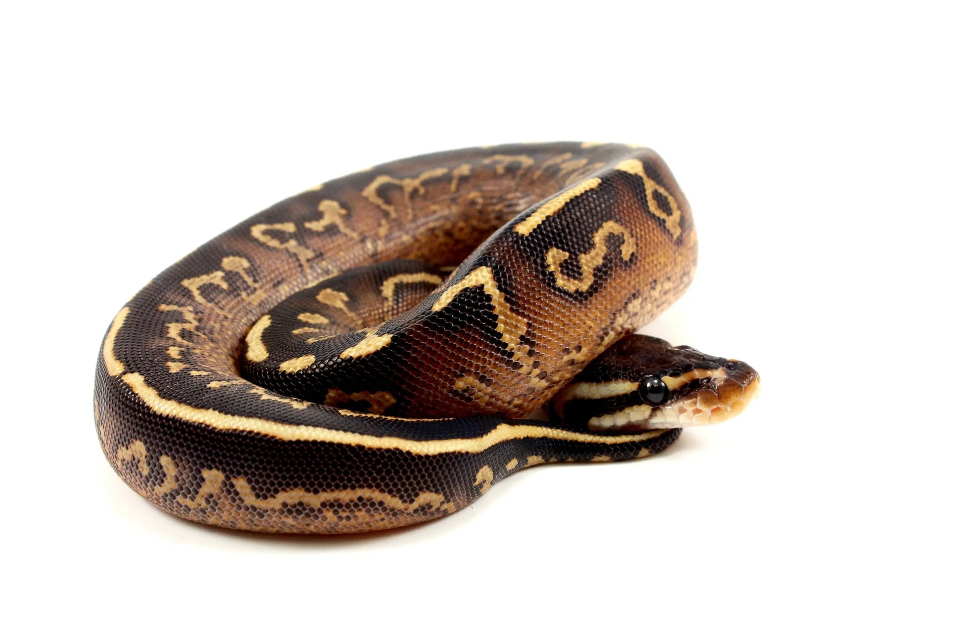 Super Asphalt Ball Python - All Reptiles