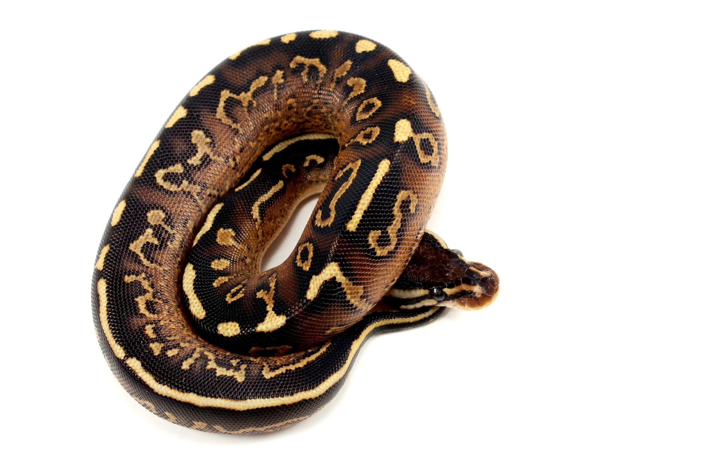 Super Asphalt Ball Python - All Reptiles
