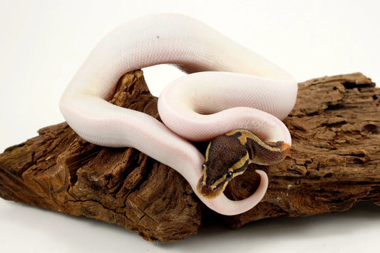 Pastel Chocolate Pied h. OG Ball Python - All Reptiles