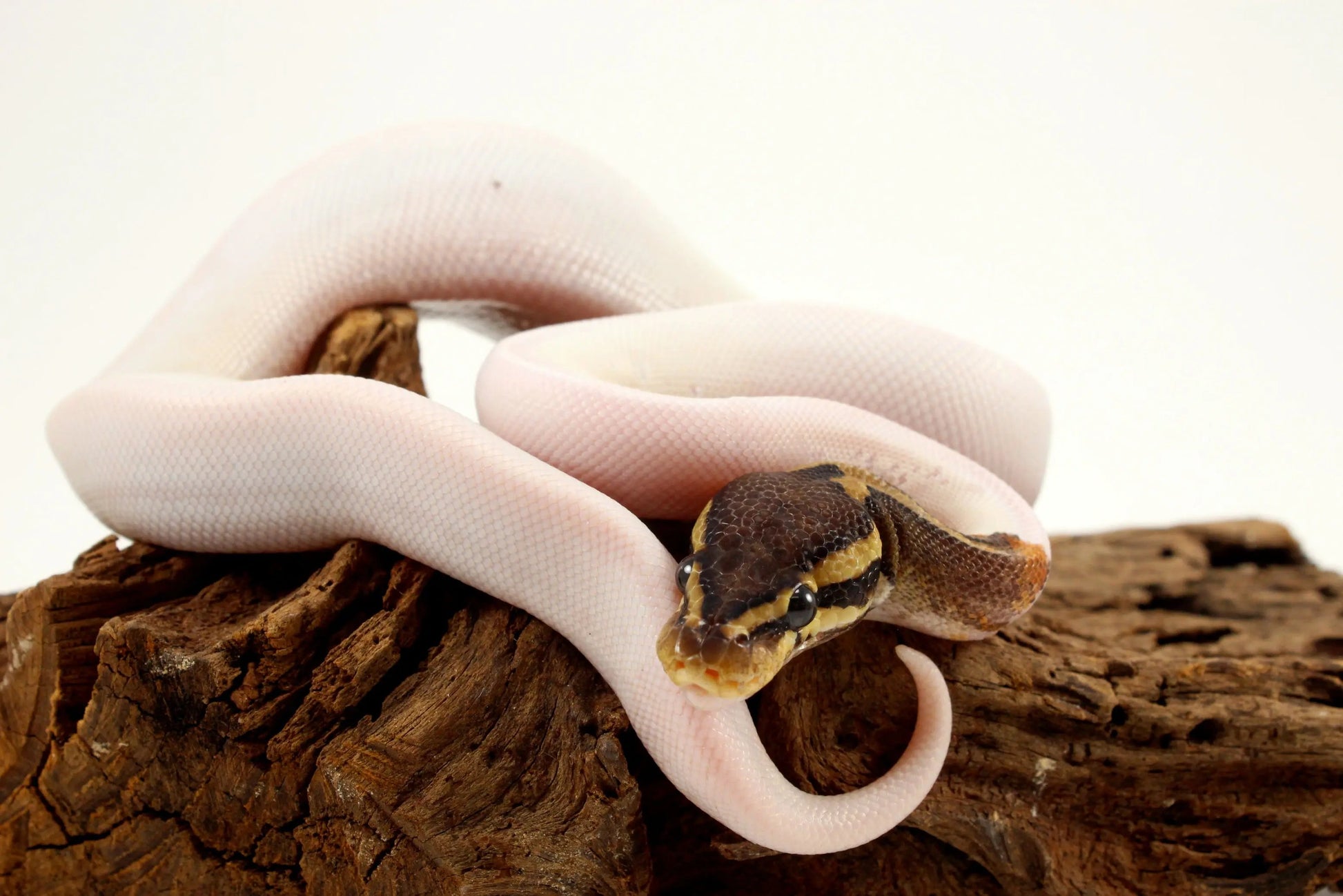 Pastel Chocolate Pied h. OG Ball Python - All Reptiles