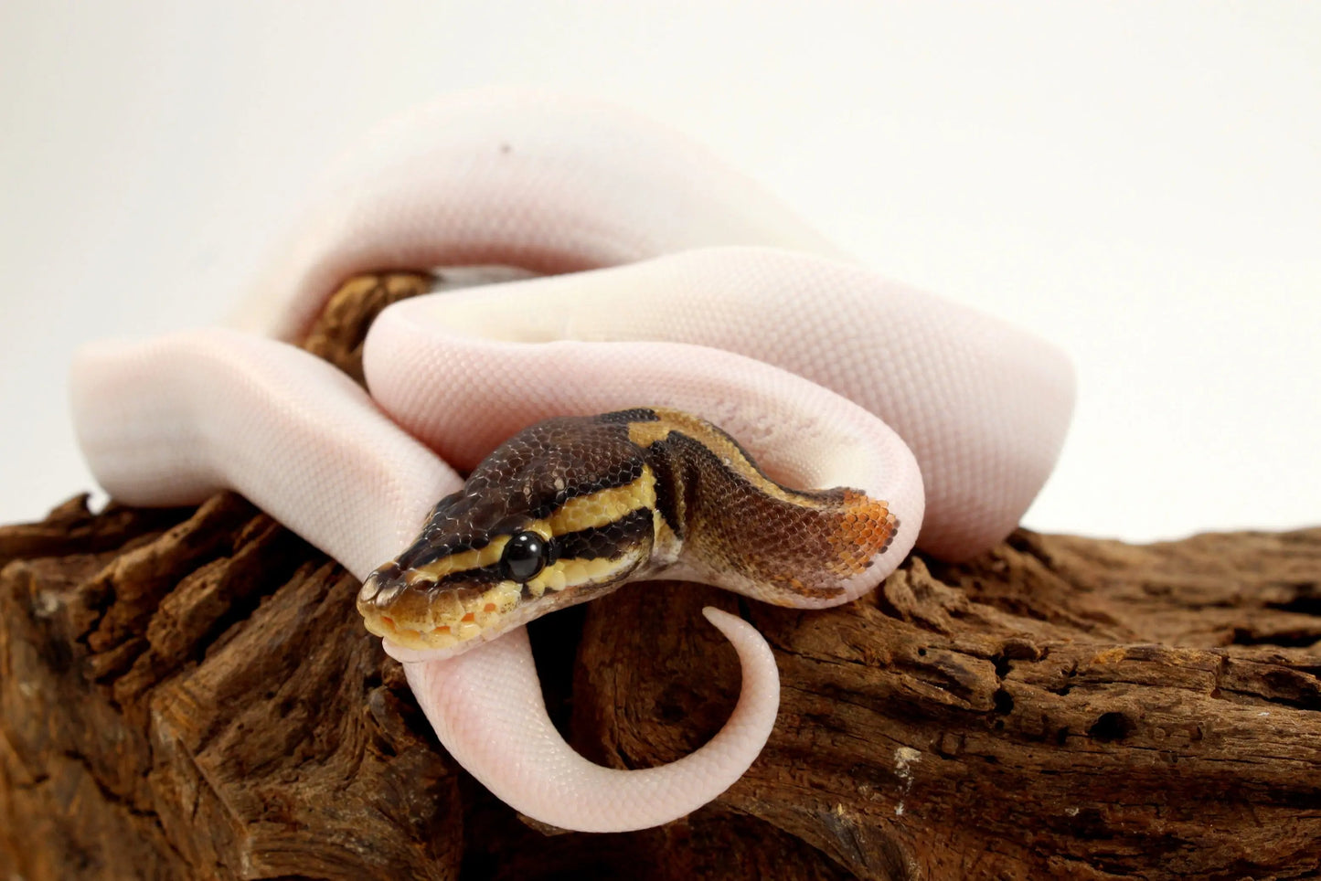 Pastel Chocolate Pied h. OG Ball Python - All Reptiles