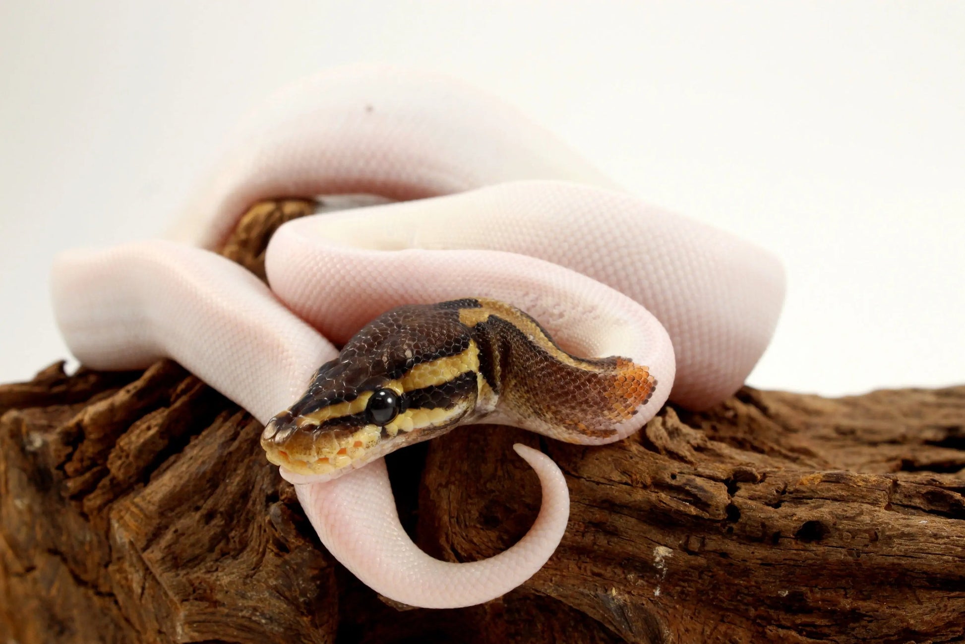 Pastel Chocolate Pied h. OG Ball Python - All Reptiles