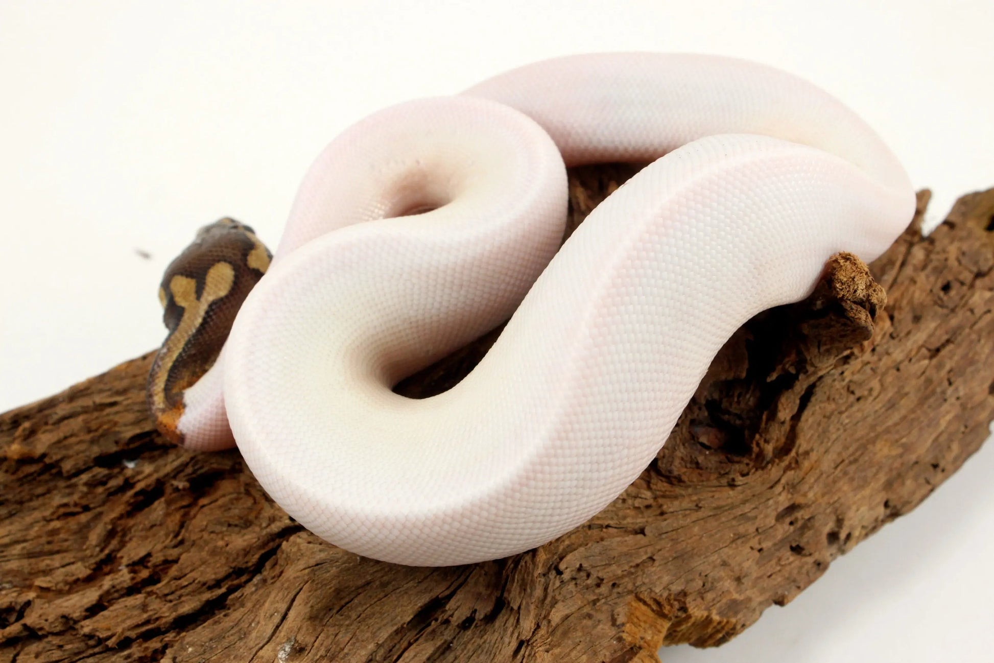 Pastel Chocolate Pied h. OG Ball Python - All Reptiles