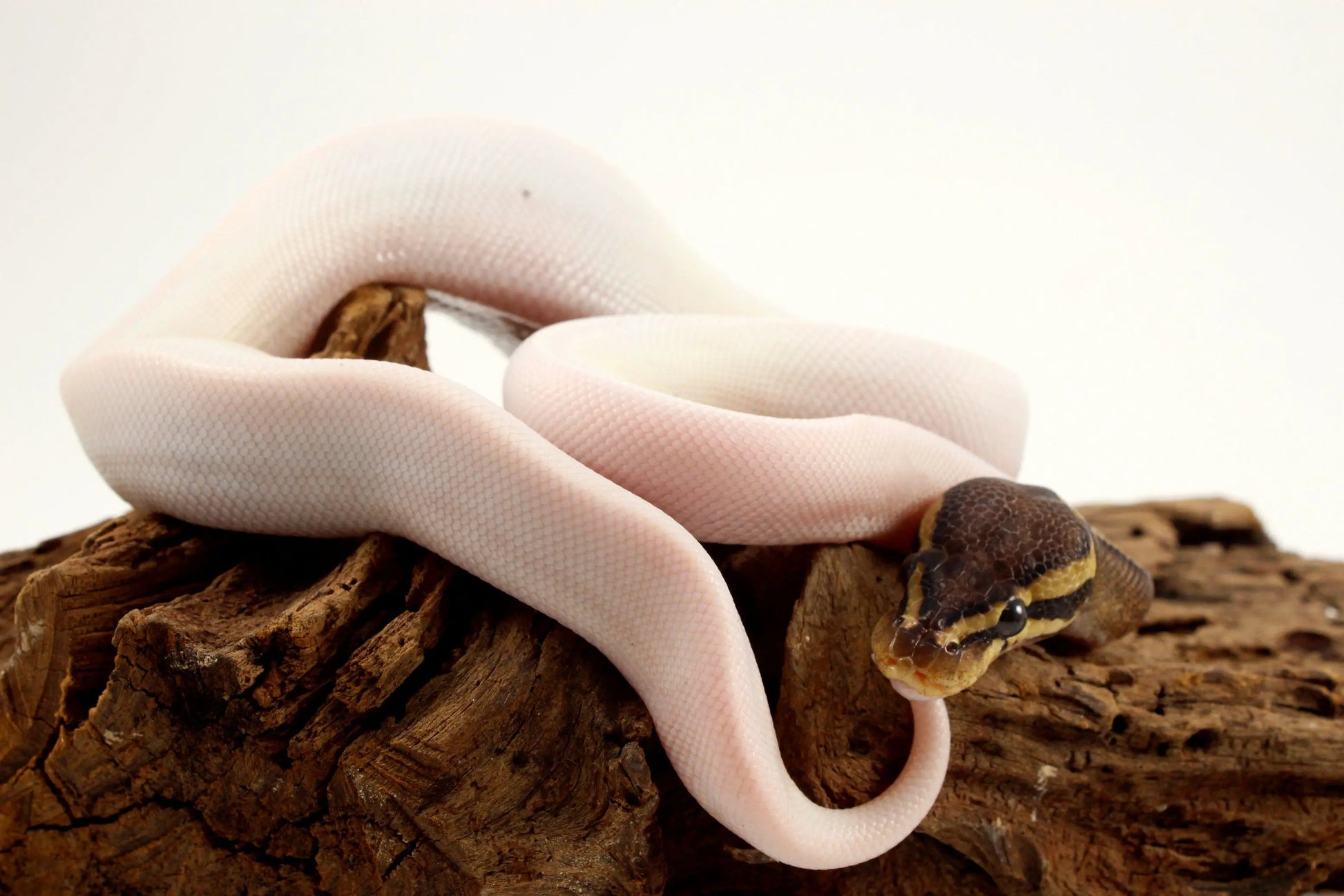 Pastel Chocolate Pied h. OG Ball Python - All Reptiles