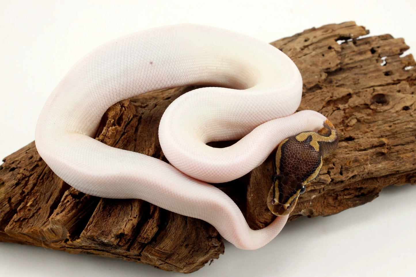 Pastel Chocolate Pied h. OG Ball Python - All Reptiles