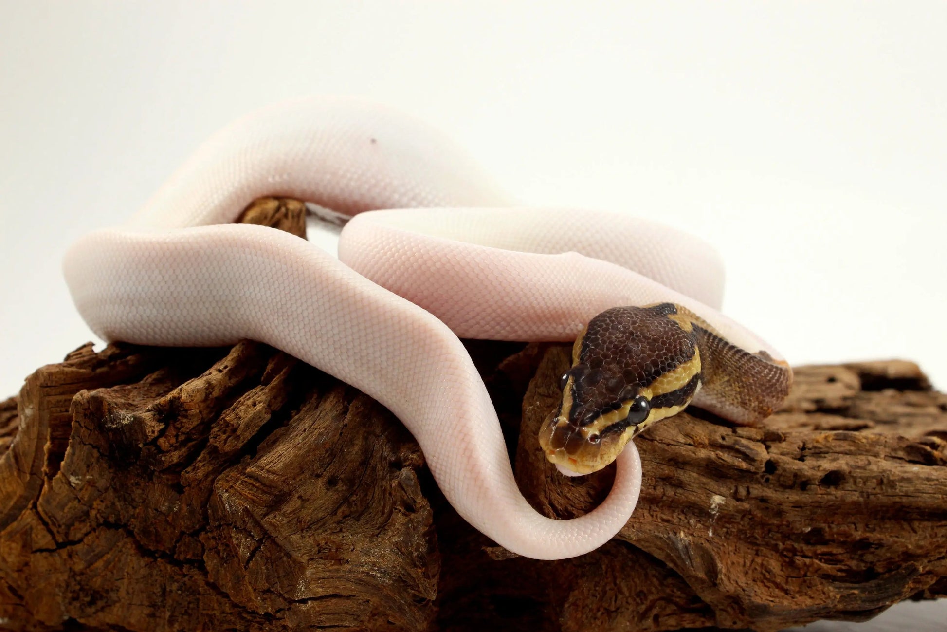 Pastel Chocolate Pied h. OG Ball Python - All Reptiles