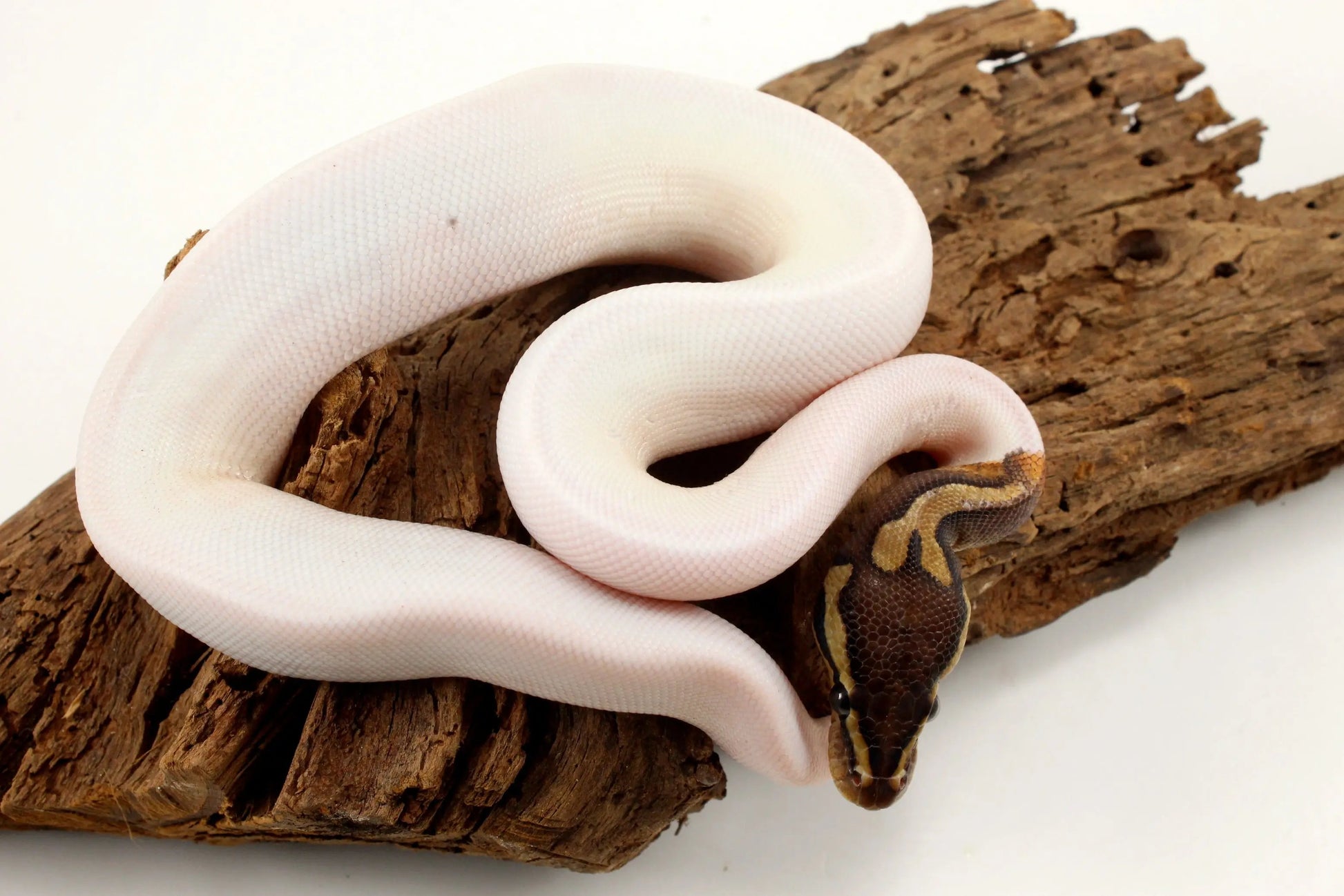 Pastel Chocolate Pied h. OG Ball Python - All Reptiles