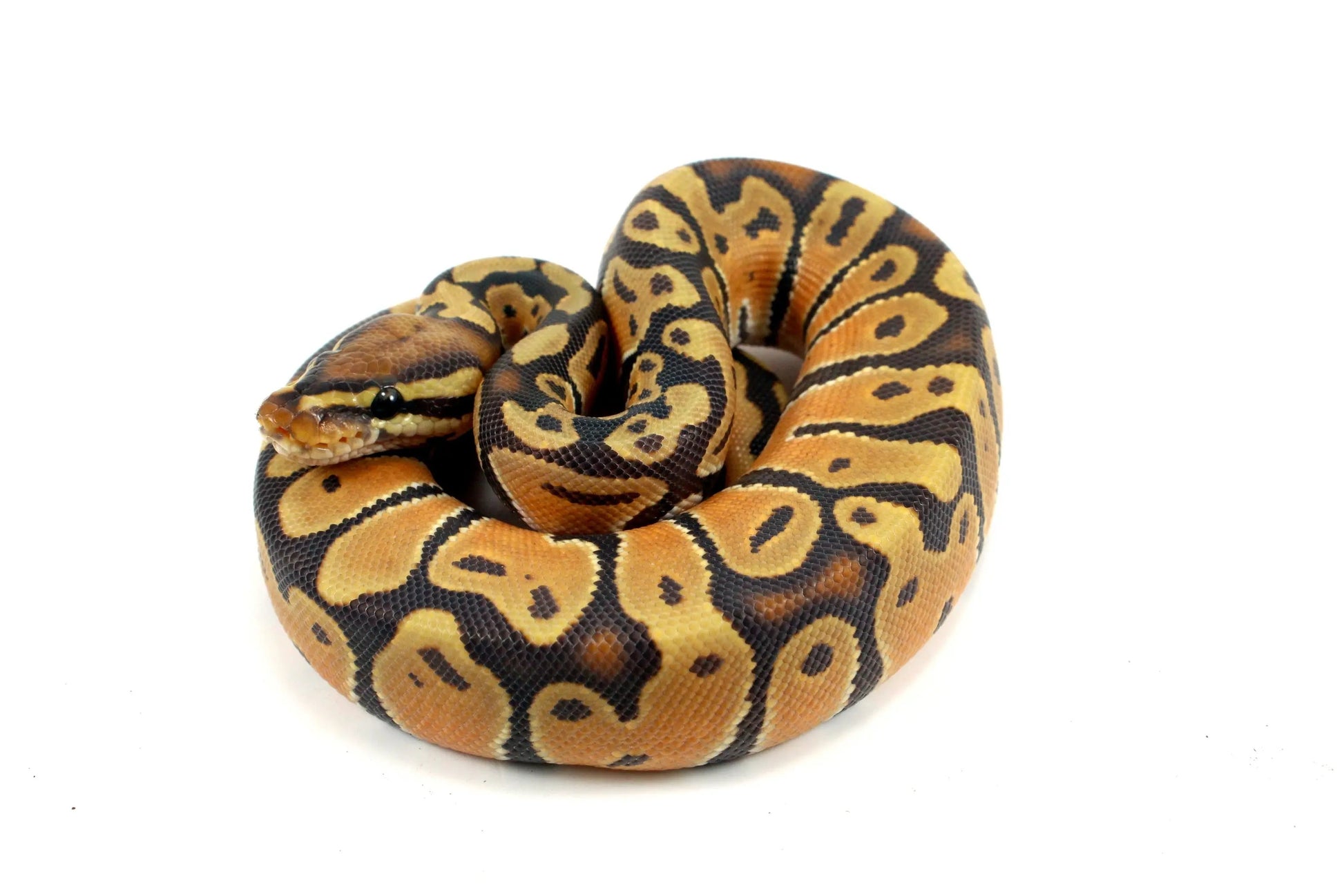 Super Orange Dream Hypo Ball Python - All Reptiles