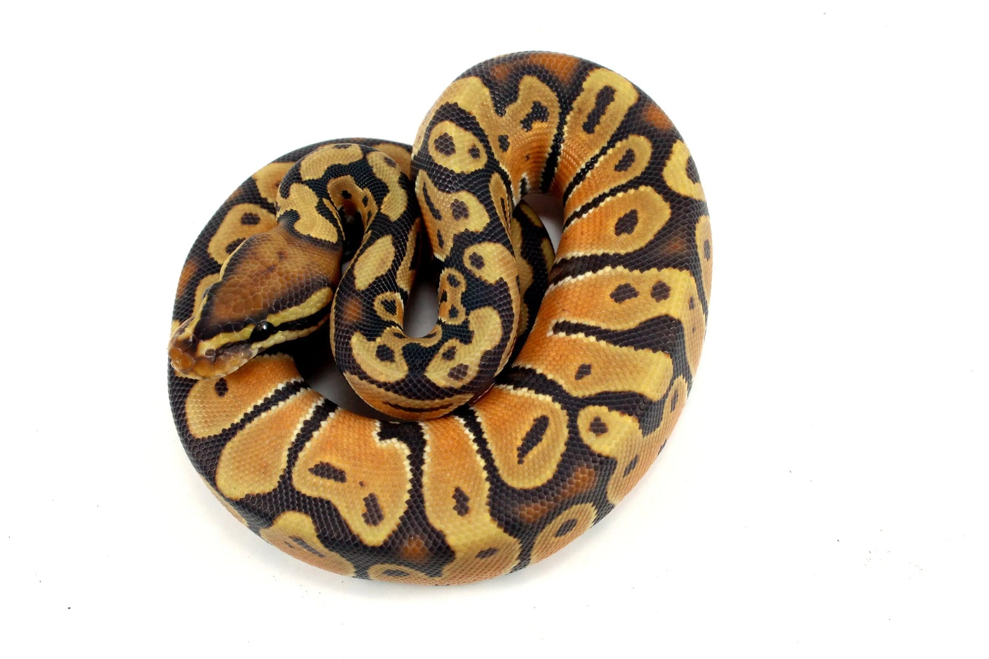 Super Orange Dream Hypo Ball Python - All Reptiles