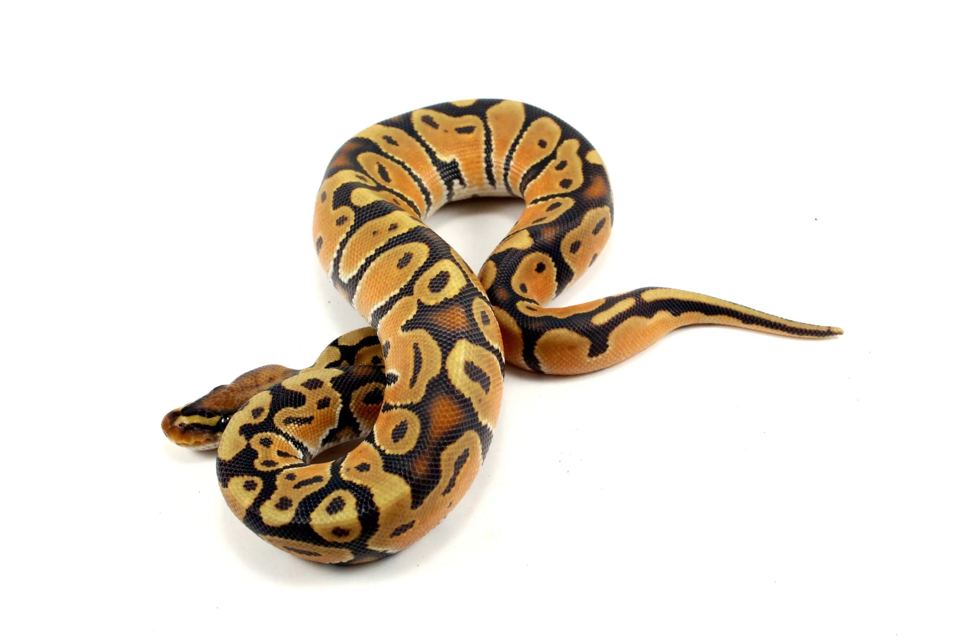 Super Orange Dream Hypo Ball Python - All Reptiles