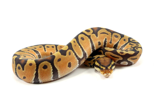 Super Orange Dream Hypo Ball Python - All Reptiles