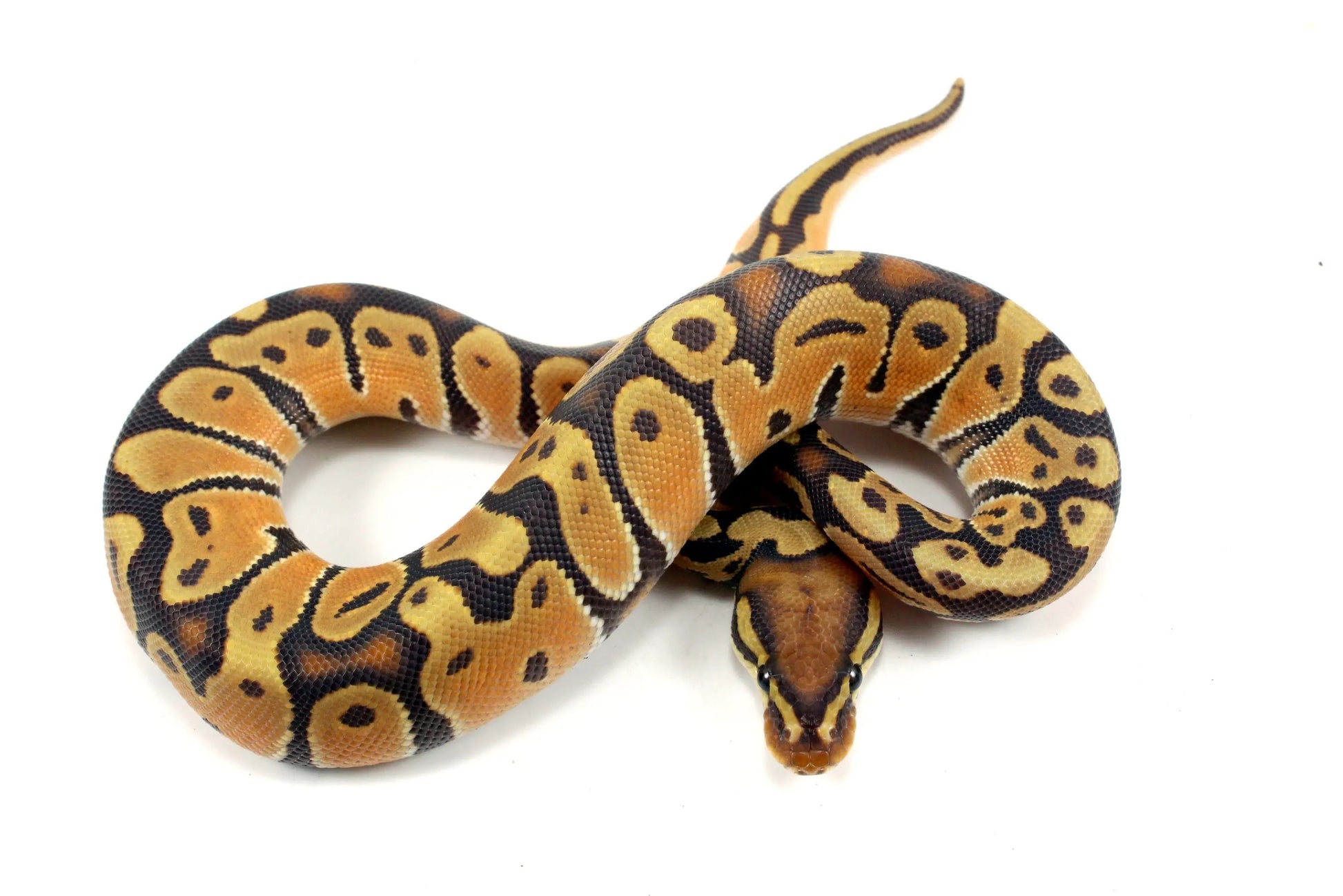 Super Orange Dream Hypo Ball Python - All Reptiles