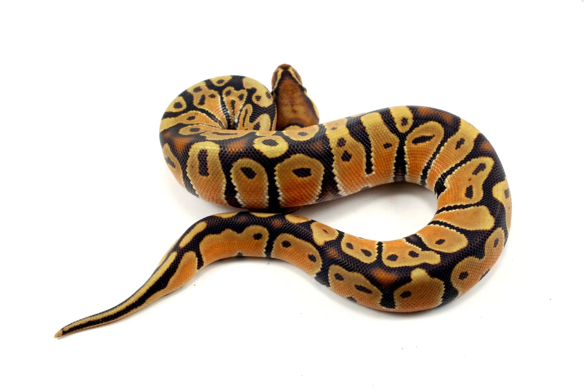 Super Orange Dream Hypo Ball Python - All Reptiles