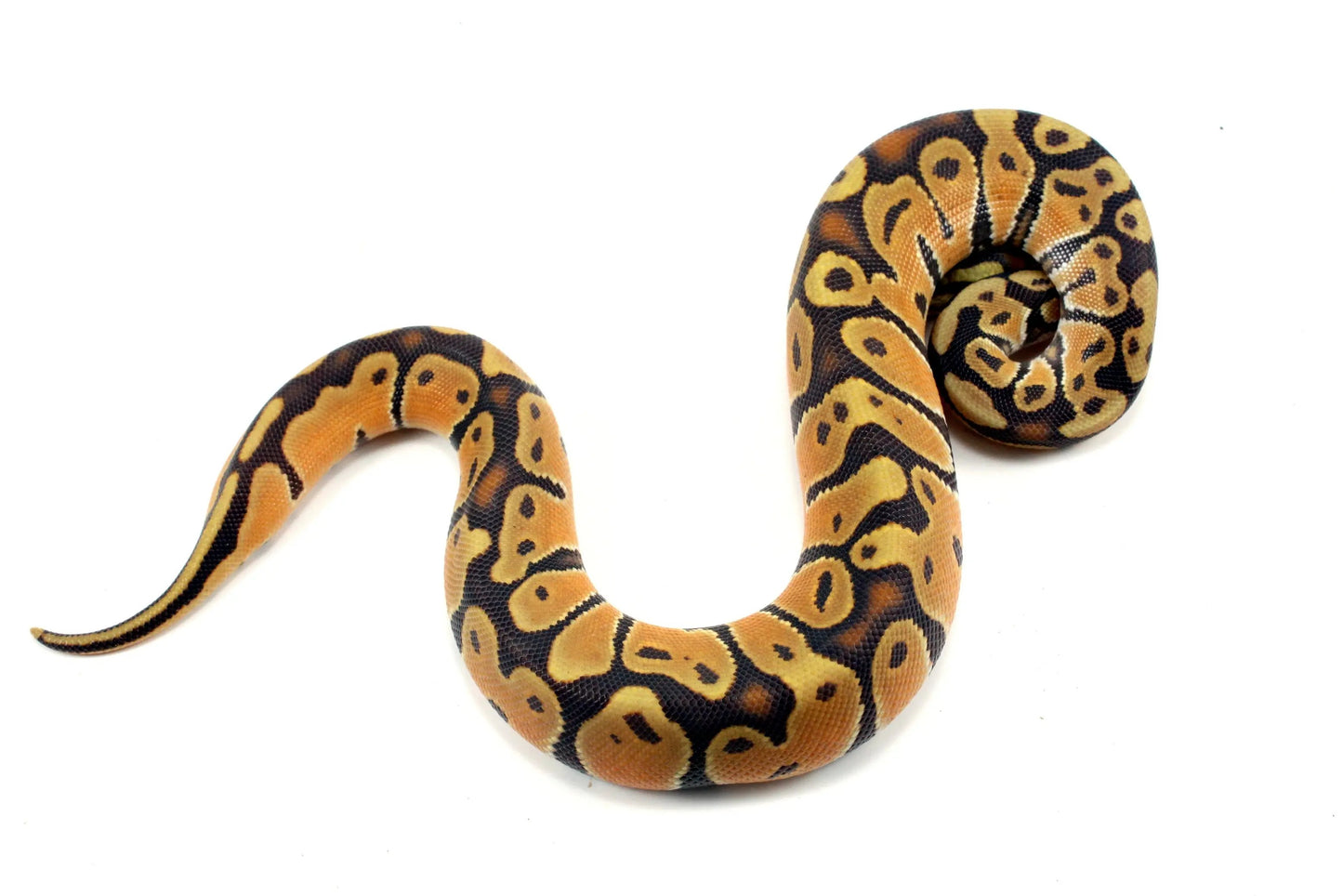 Super Orange Dream Hypo Ball Python - All Reptiles