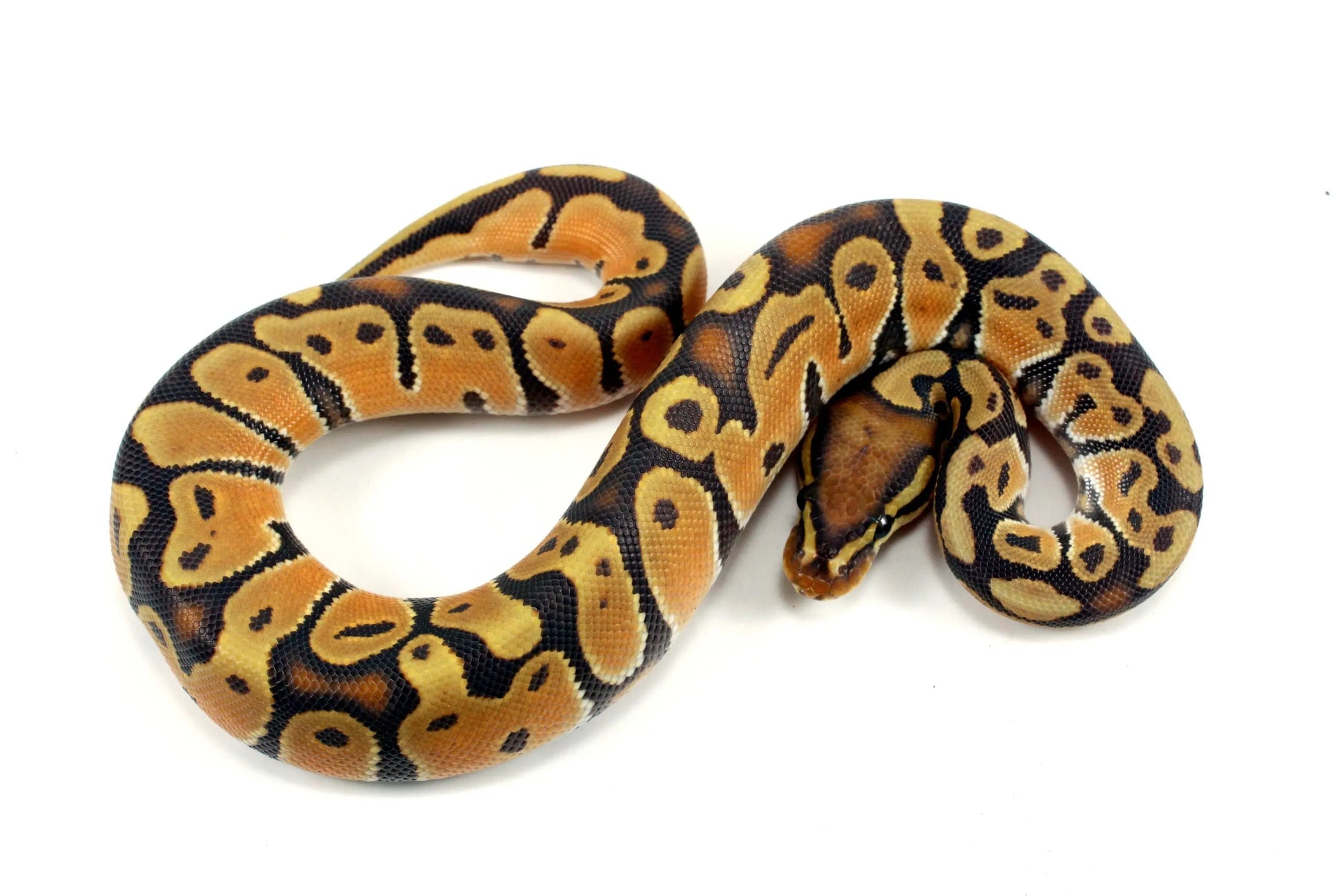 Super Orange Dream Hypo Ball Python - All Reptiles