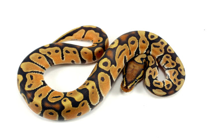 Super Orange Dream Hypo Ball Python - All Reptiles