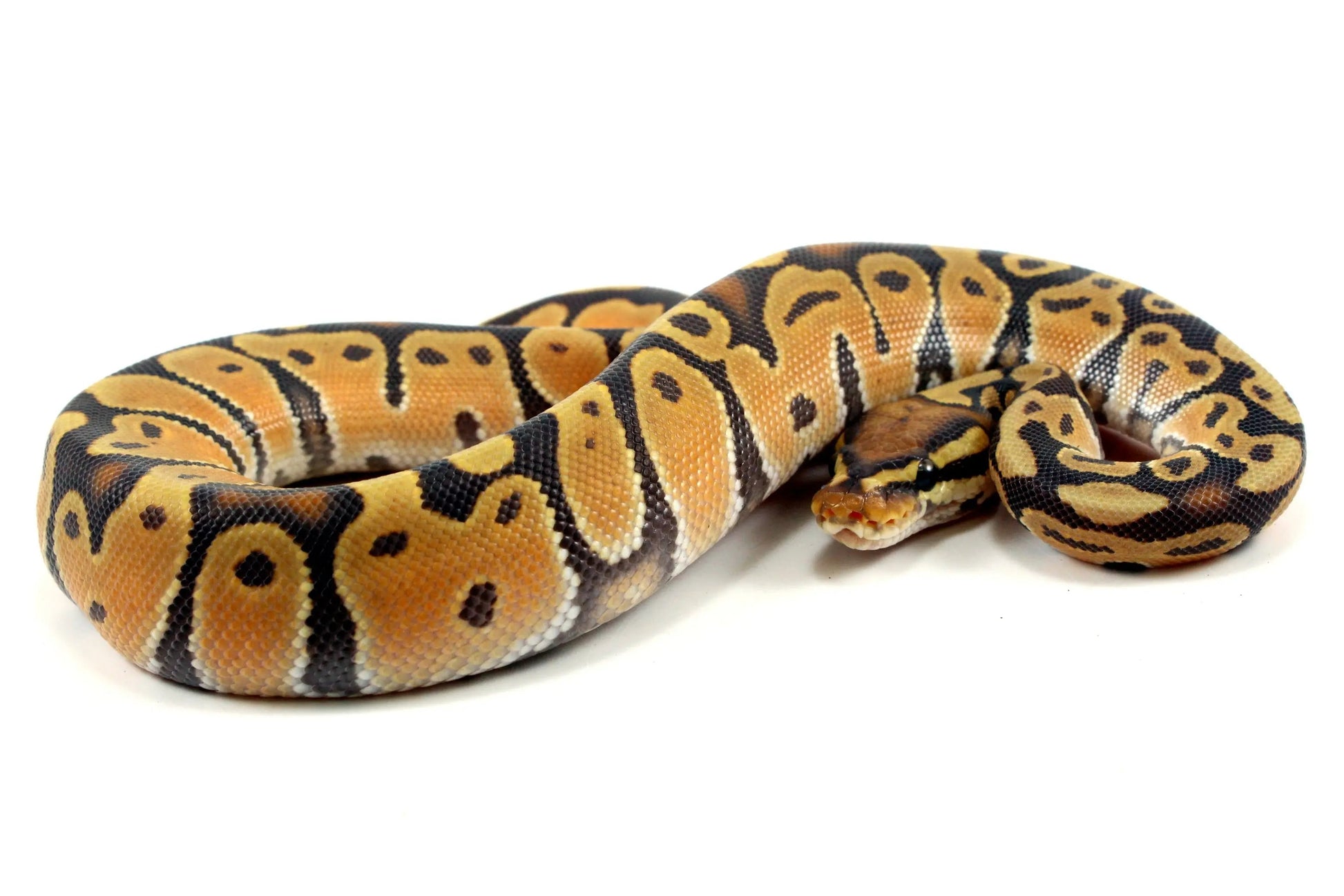 Super Orange Dream Hypo Ball Python - All Reptiles
