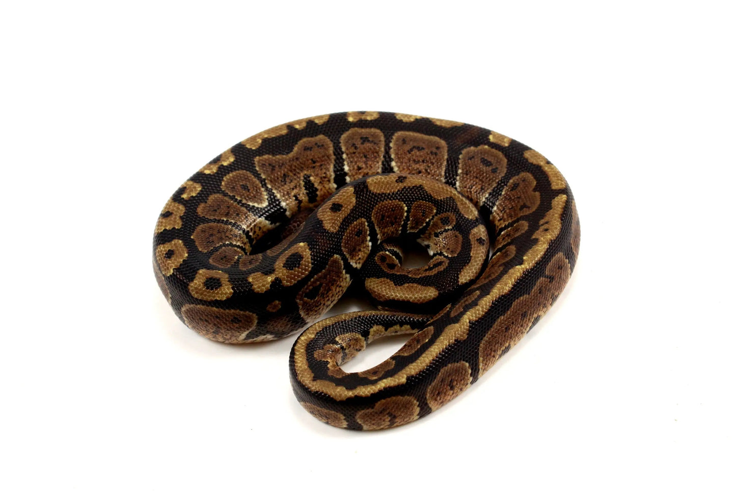 Granite Ball Python - All Reptiles