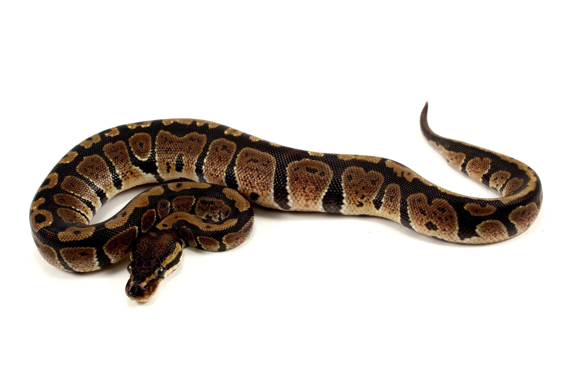 Granite Ball Python - All Reptiles