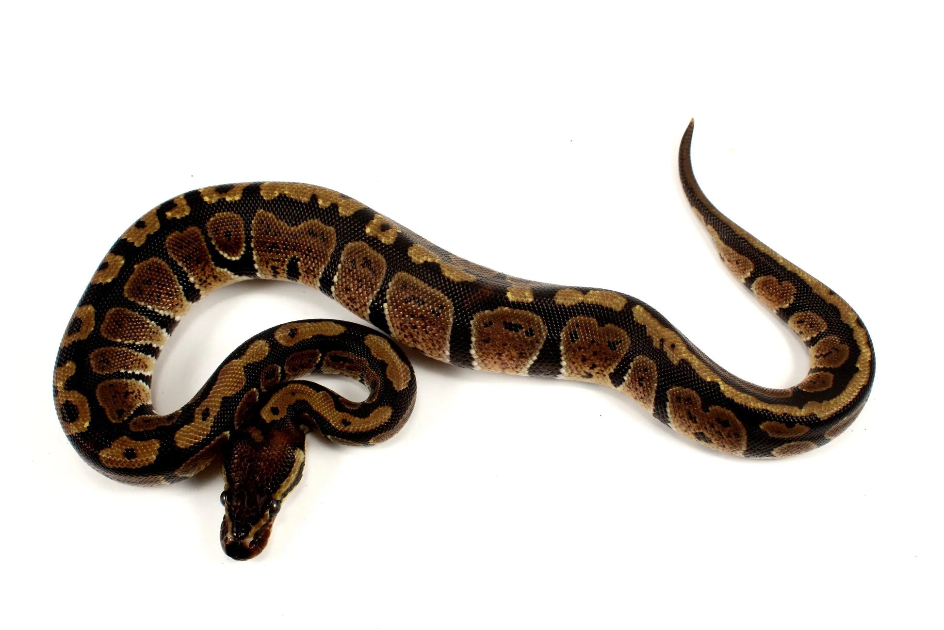 Granite Ball Python - All Reptiles