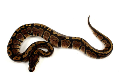 Granite Ball Python - All Reptiles