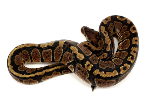 Granite Ball Python - All Reptiles