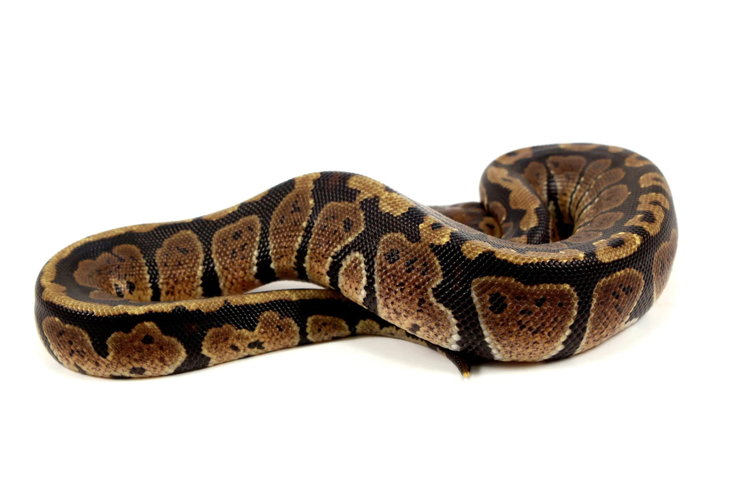 Granite Ball Python - All Reptiles