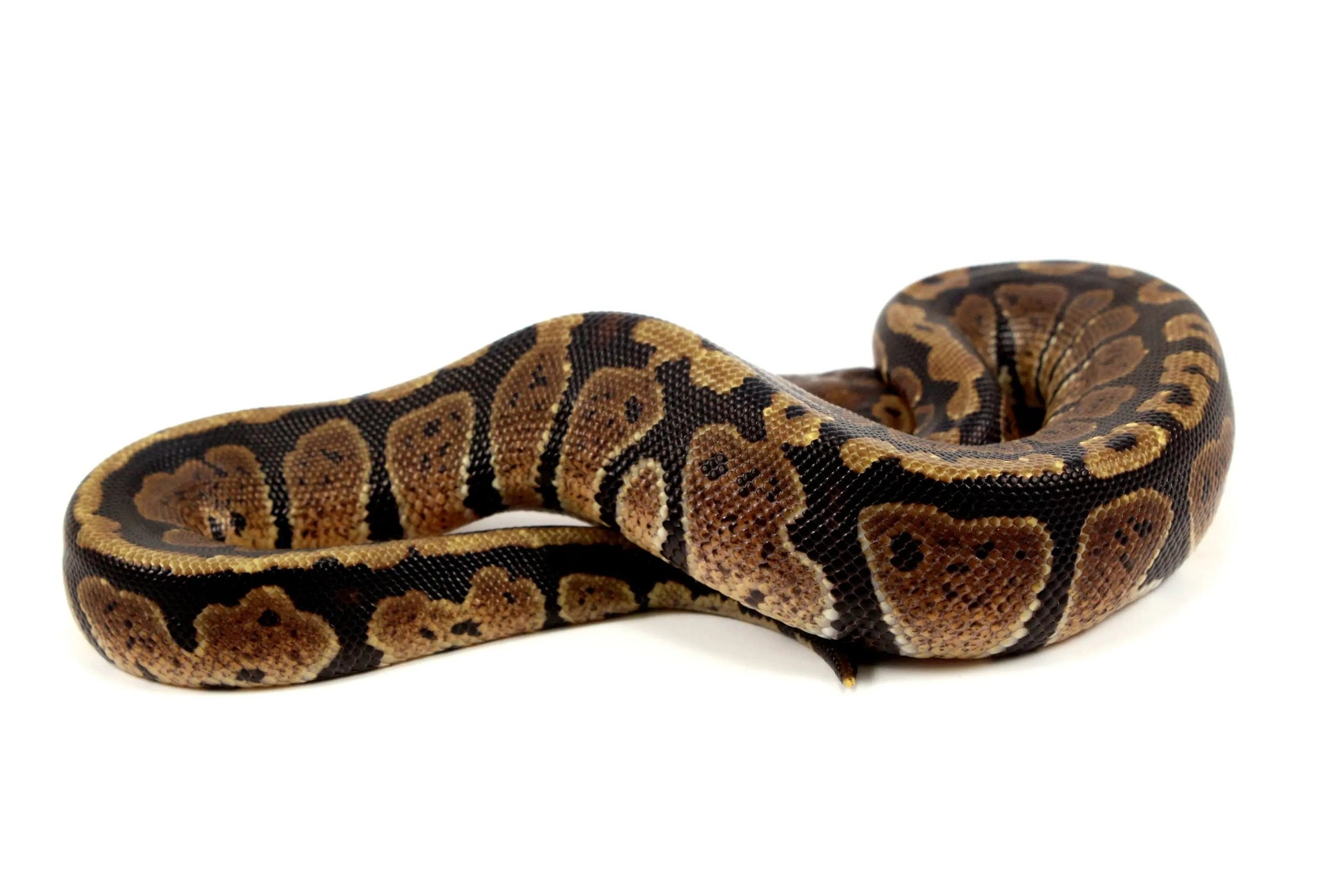 Granite Ball Python - All Reptiles