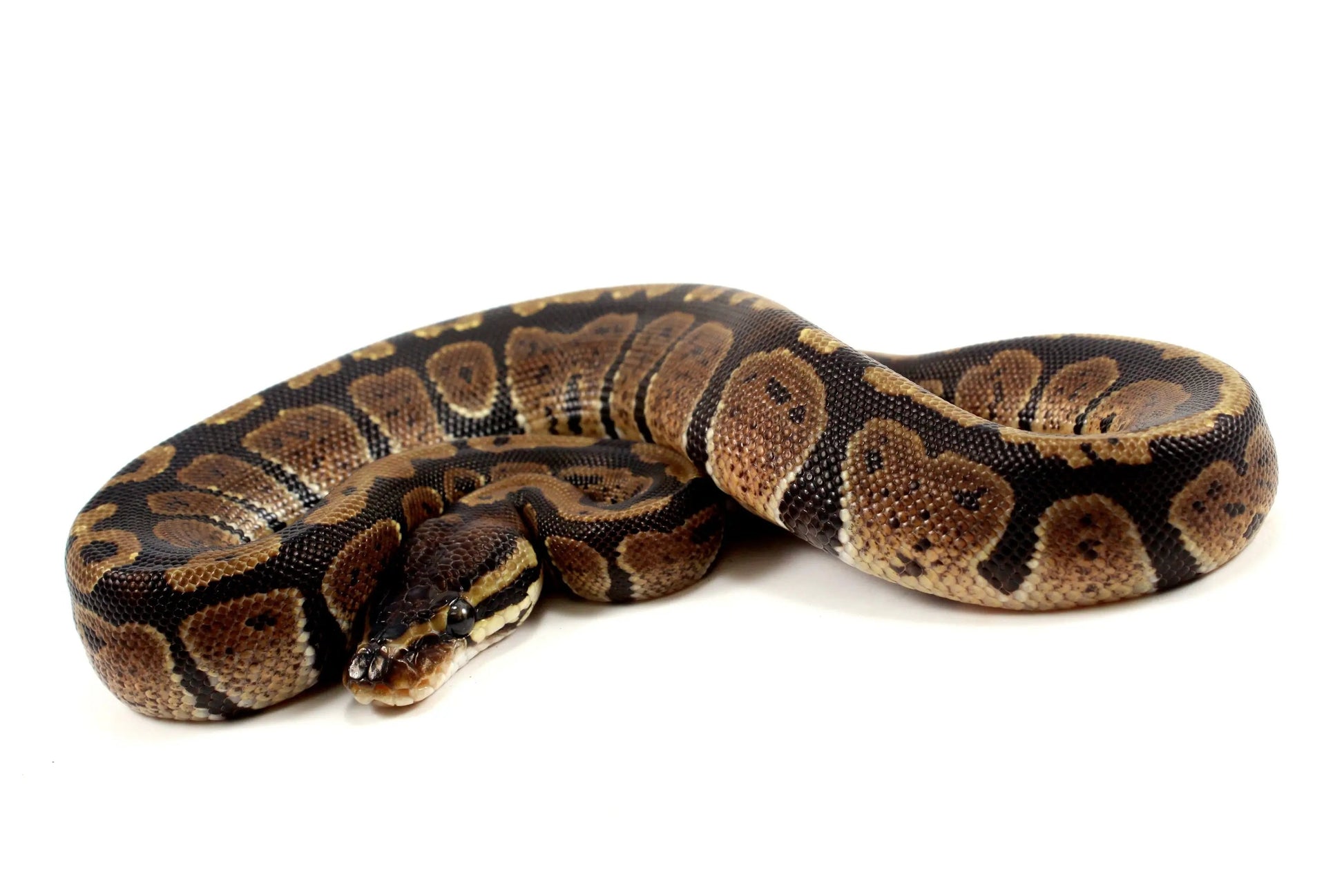 Granite Ball Python - All Reptiles