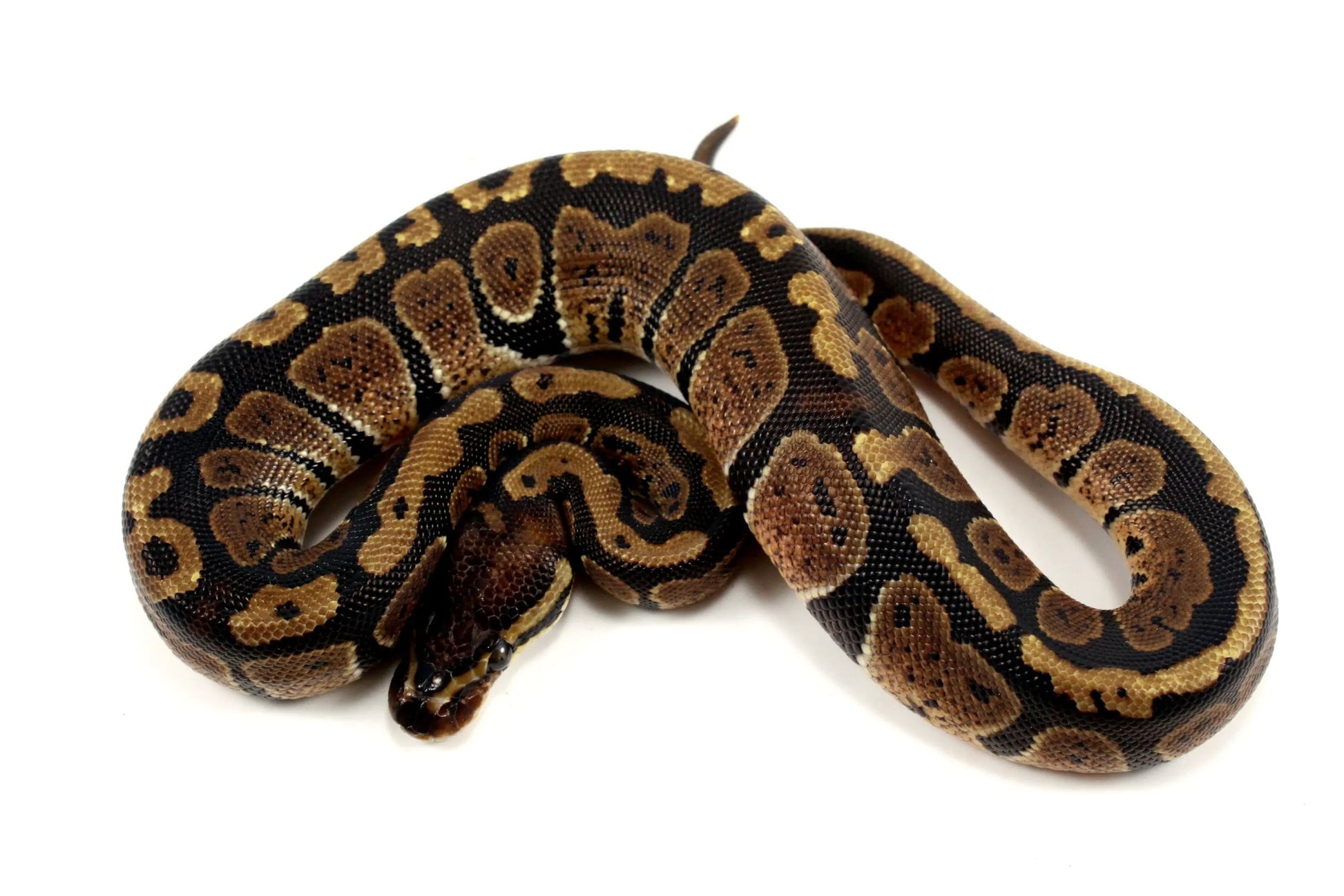 Granite Ball Python - All Reptiles