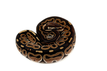 Het Red Axanthic Ball Python - All Reptiles