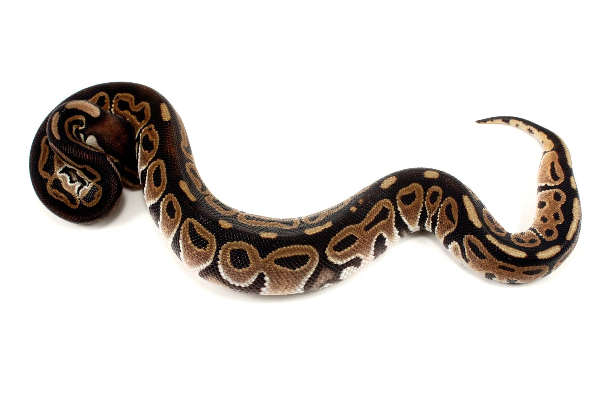 Het Red Axanthic Ball Python - All Reptiles