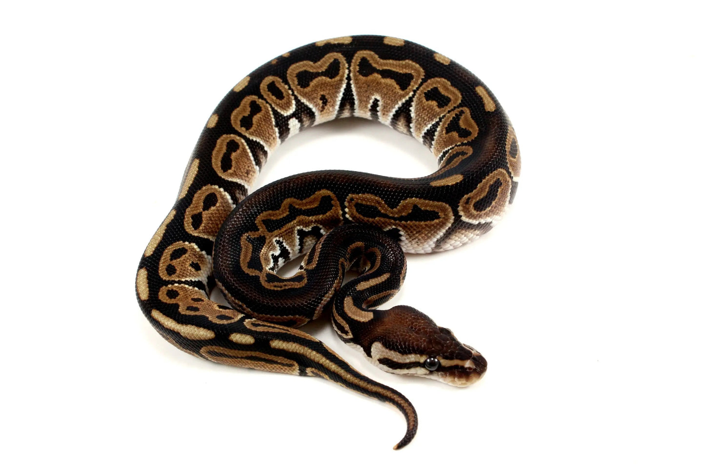 Het Red Axanthic Ball Python - All Reptiles