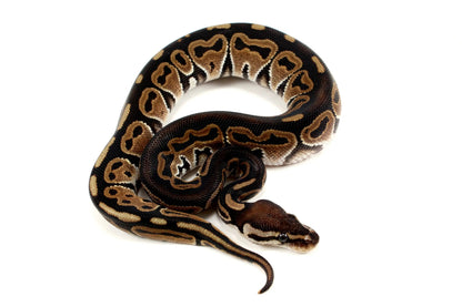 Het Red Axanthic Ball Python - All Reptiles