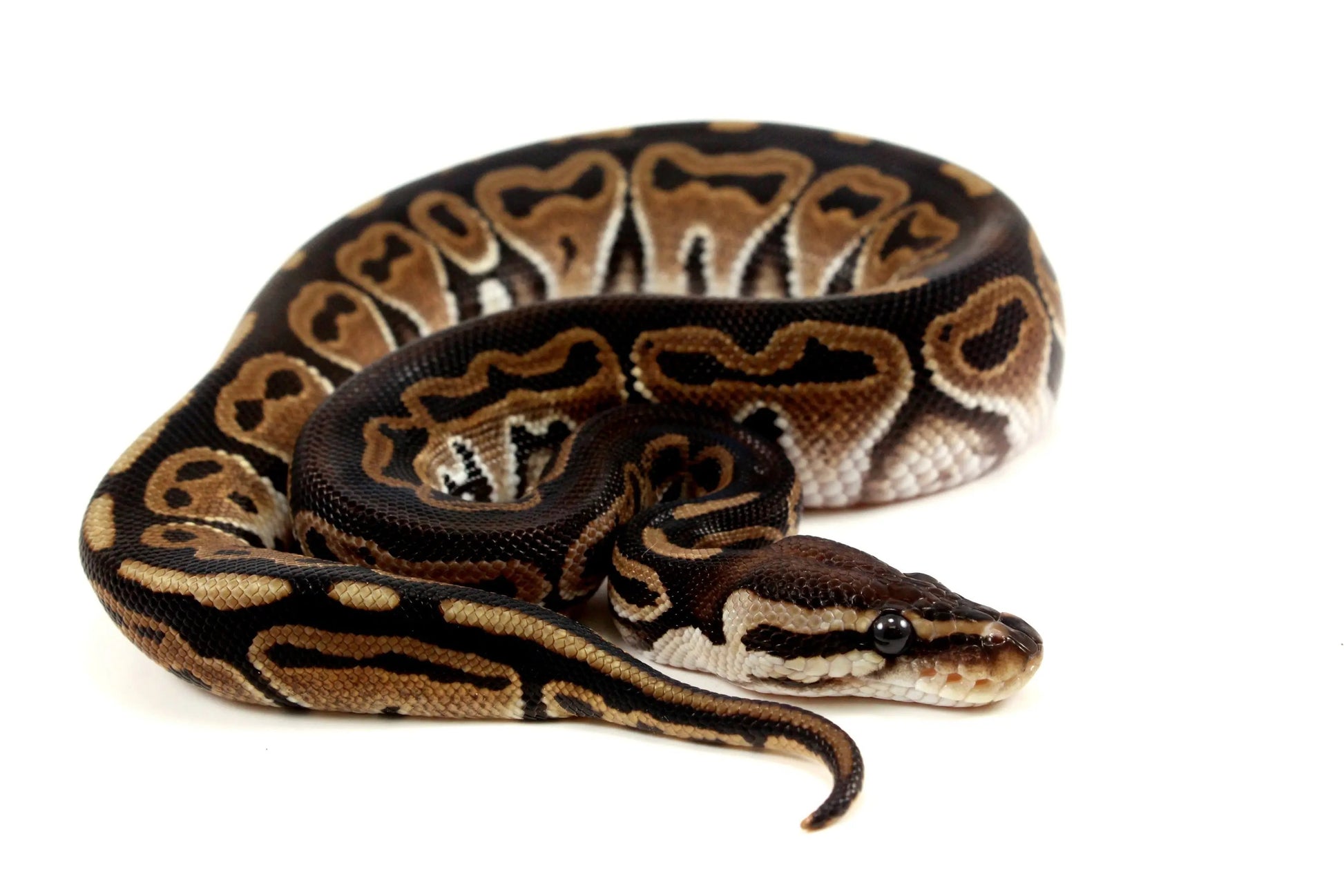 Het Red Axanthic Ball Python - All Reptiles