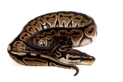 Het Red Axanthic Ball Python - All Reptiles