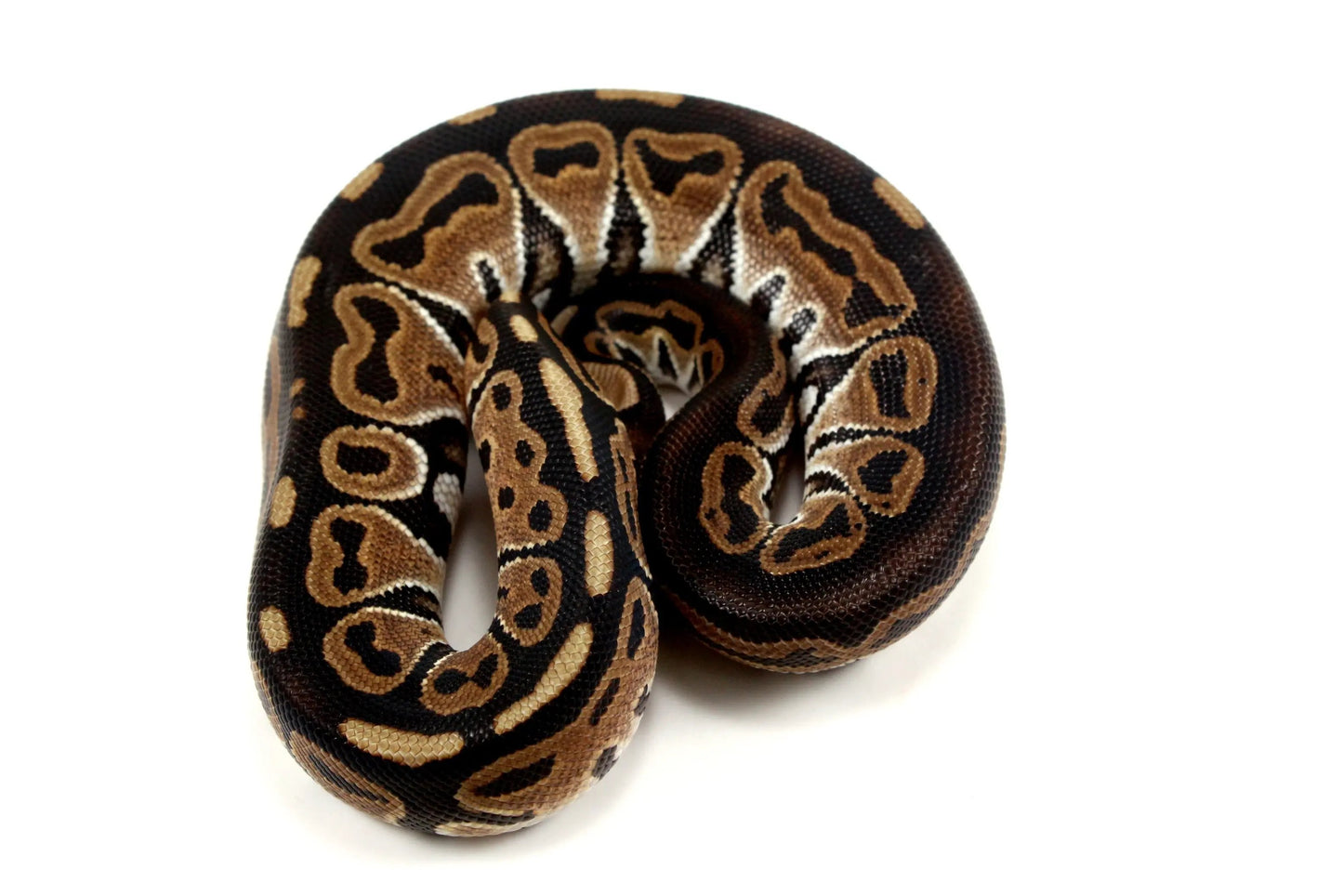 Het Red Axanthic Ball Python - All Reptiles