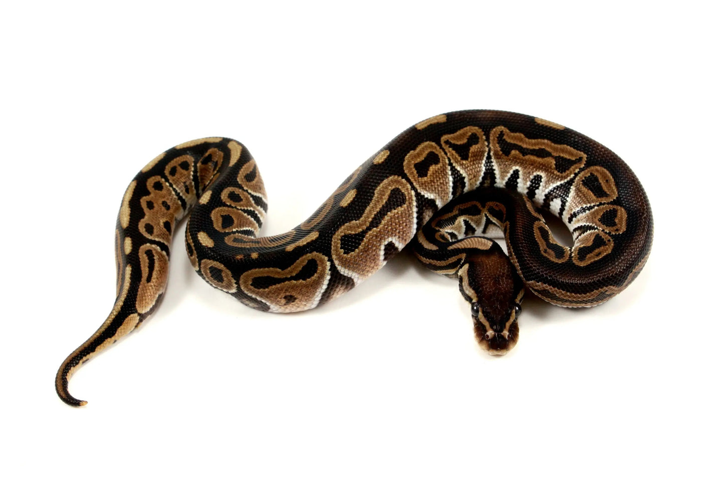 Het Red Axanthic Ball Python - All Reptiles