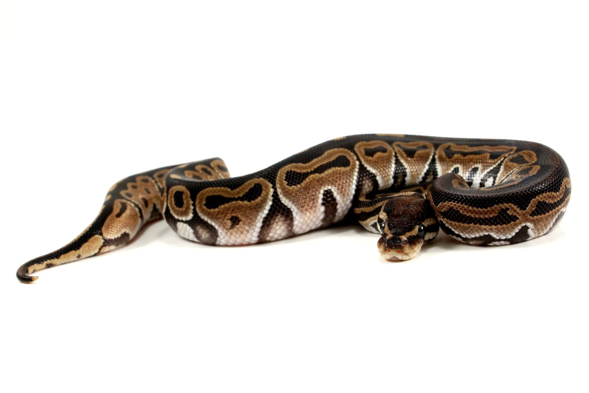 Het Red Axanthic Ball Python - All Reptiles
