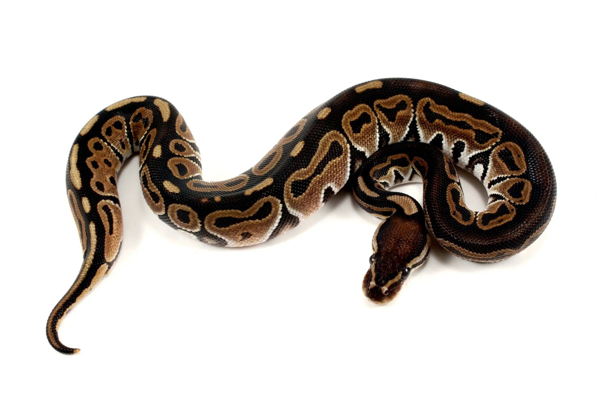 Het Red Axanthic Ball Python - All Reptiles