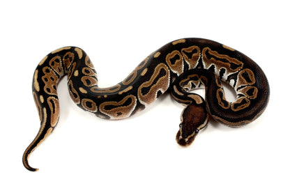 Het Red Axanthic Ball Python - All Reptiles