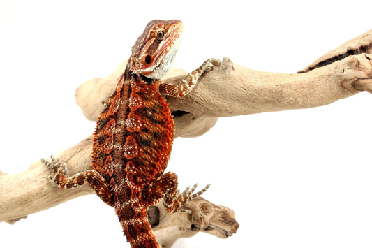 Super Red Bearded Dragon